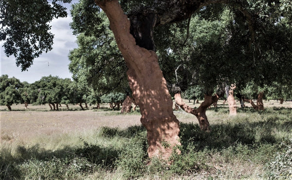 5 Reasons to Choose Vegan Handbags Over Leather